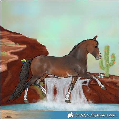 Horse Color:White Spotted Bay Varnish