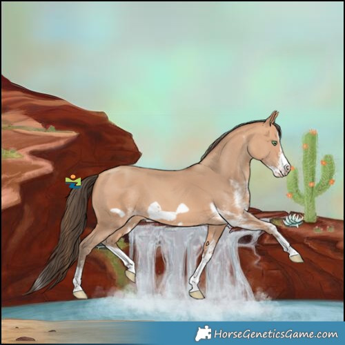 Horse Color:White Spotted Amber Champagne Splash Frame