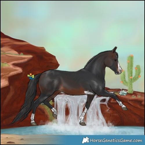 Horse Color:Brown Splash Tobiano