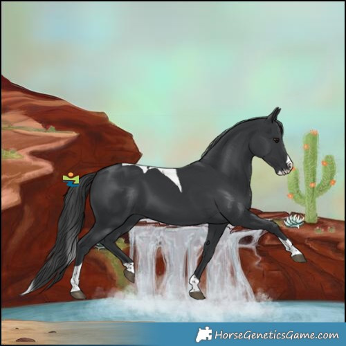 Horse Color:Black Splash Tobiano 
