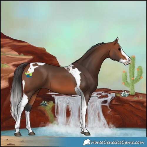 Horse Color:Bay Splash Tobiano