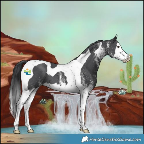 Horse Color:White Spotted Black Splash Tobiano 