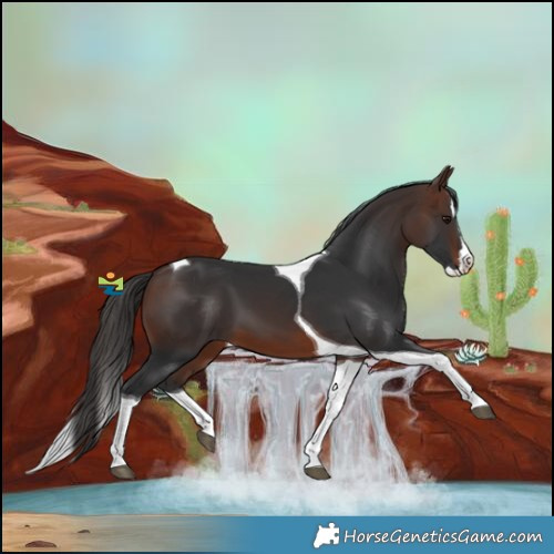 Horse Color:Brown Splash Tobiano 