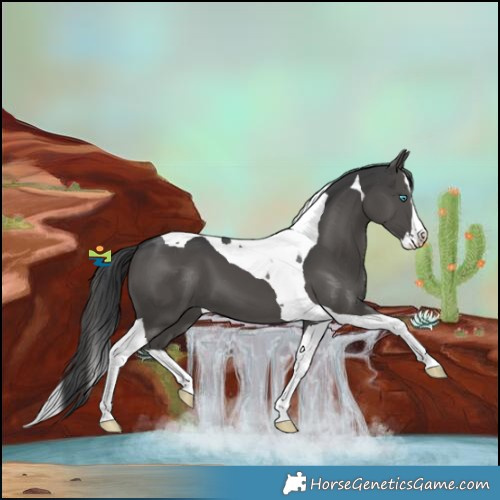 Horse Color:Black Splash Tobiano