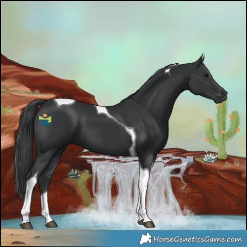 Horse Color:Black Tobiano