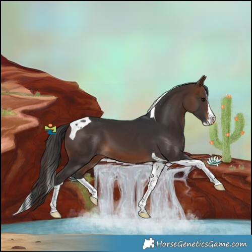 Horse Color:Brown Splash Tobiano