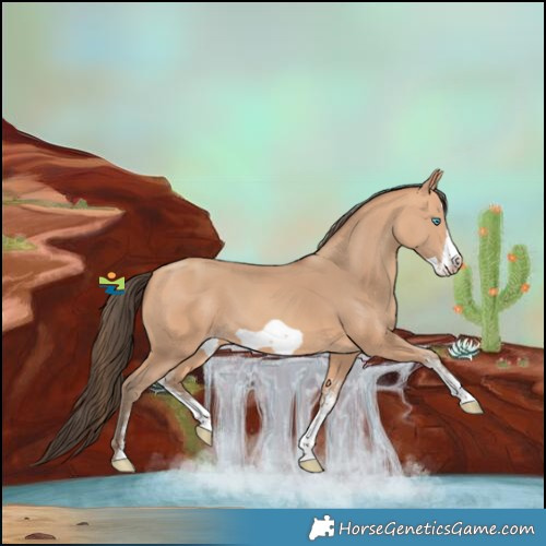 Horse Color:White Spotted Amber Champagne Splash Frame 