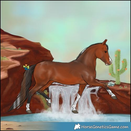 Horse Color:Bay Splash Tobiano