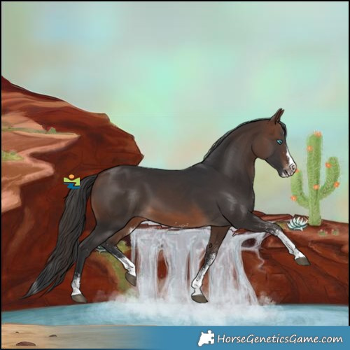 Horse Color:White Spotted Brown Splash