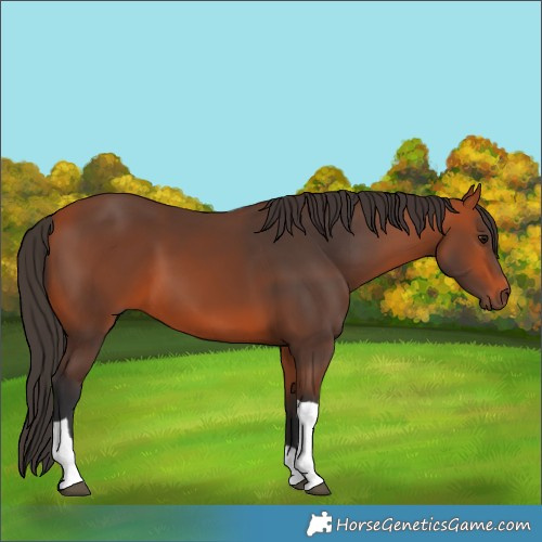 Horse Color:Bay Tobiano 