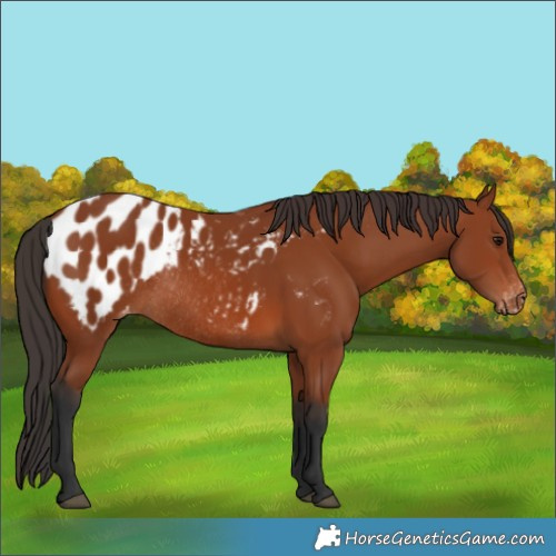 Horse Color:Bay Blanket Rabicano 