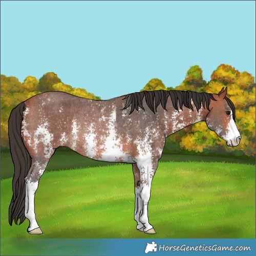 Horse Color:Bay Sabino Rabicano