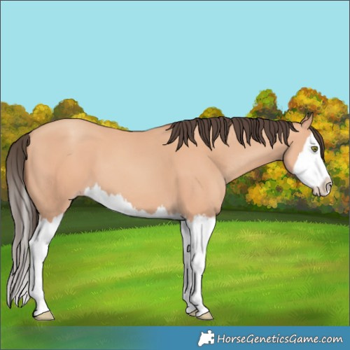 Horse Color:Amber Champagne Splash 