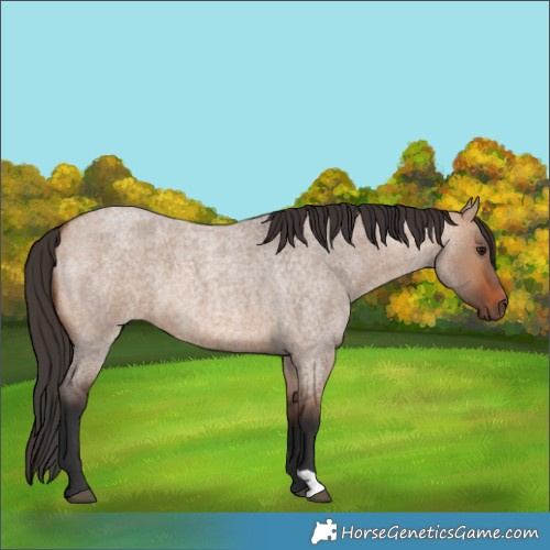 Horse Color:Bay Roan Dun