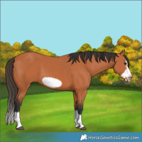 Horse Color:Bay Splash Frame 