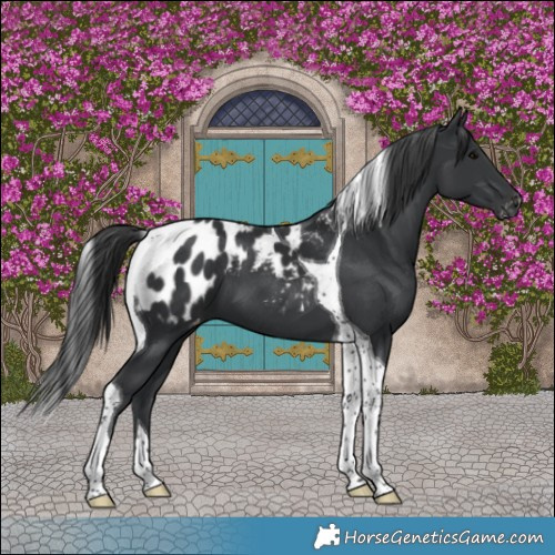 Horse Color:Black Tobiano Blanket 