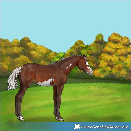 Horse Color:Silver Brown Frame