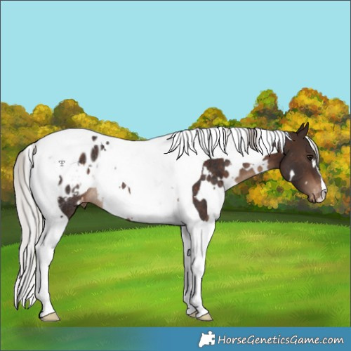 Horse Color:White Spotted Silver Brown Tobiano Blanket Rabicano 