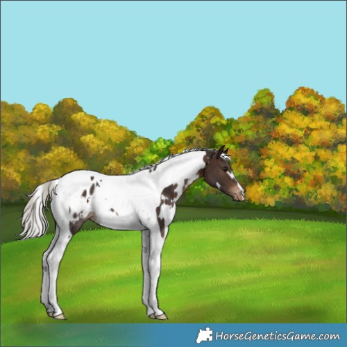 Horse Color:White Spotted Silver Brown Tobiano Blanket Rabicano
