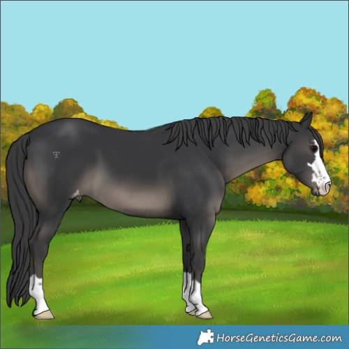 Horse Color:Black Varnish 