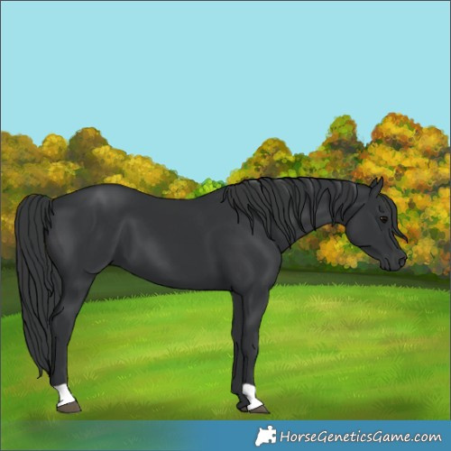 Horse Color:Black 