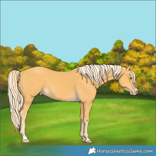 Horse Color:Gold Cream Champagne 