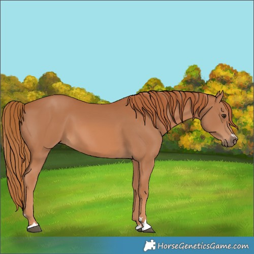 Horse Color:Chestnut 