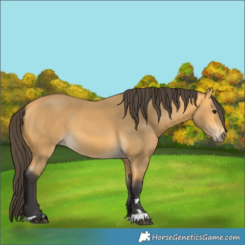 Horse Color:Buckskin
