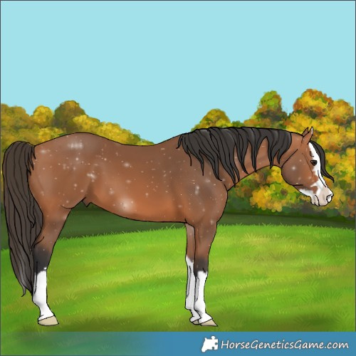 Horse Color:Bay Splash 
