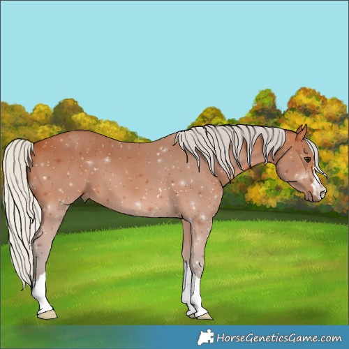 Horse Color:Silver Bay 