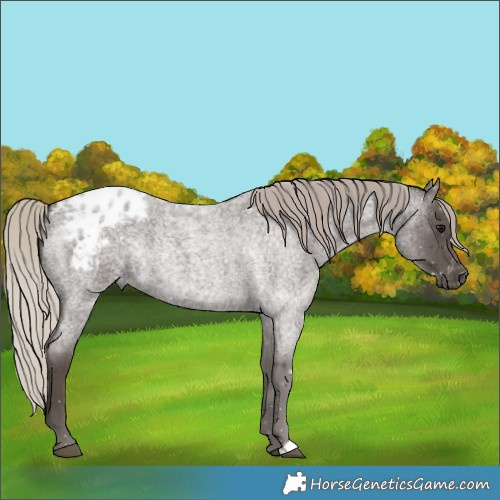 Horse Color:Gray Silver Blue Roan Blanket
