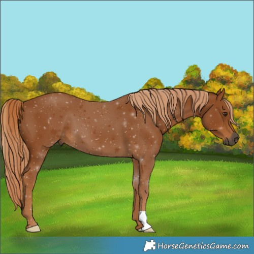 Horse Color:Gray Chestnut 