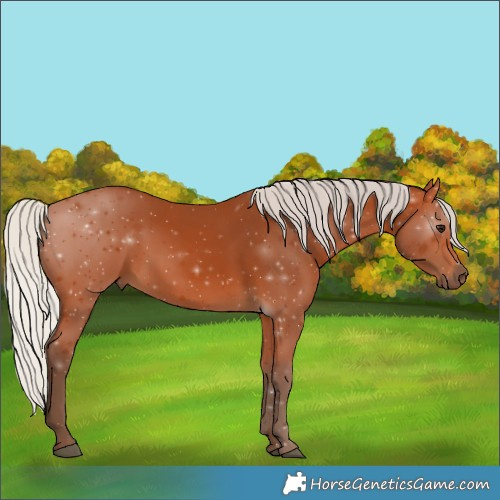 Horse Color:Silver Bay 