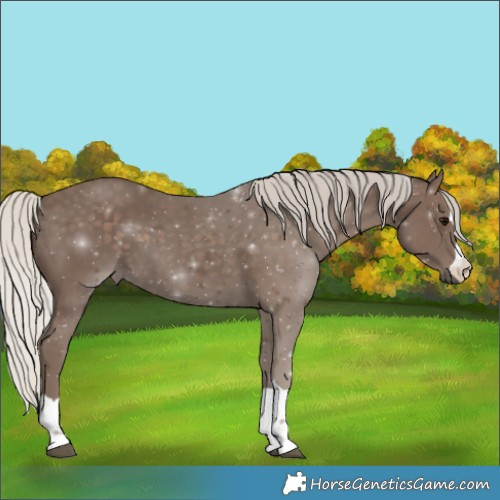 Horse Color:Silver Black