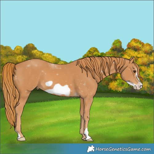 Horse Color:Chestnut Frame