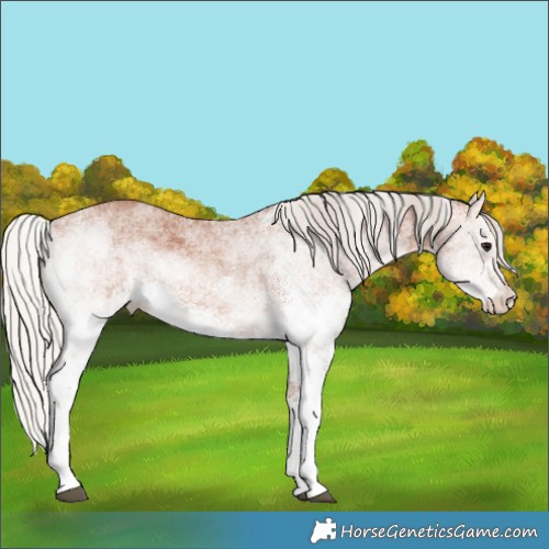 Horse Color:White Spotted Silver Bay