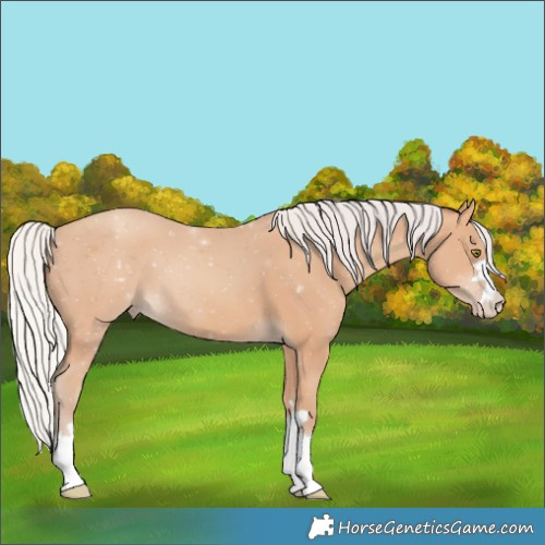 Horse Color:Silver Amber Champagne 