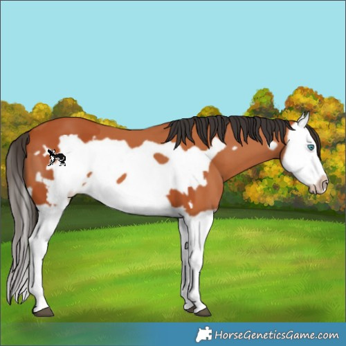 Horse Color:Bay Splash Frame and Bay Splash Frame