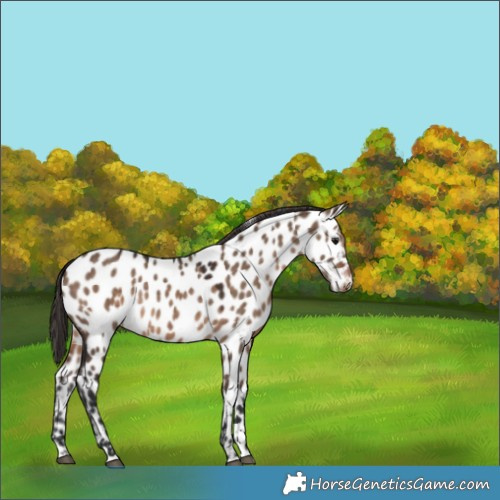 Horse Color:Brown Dun Appaloosa Rabicano