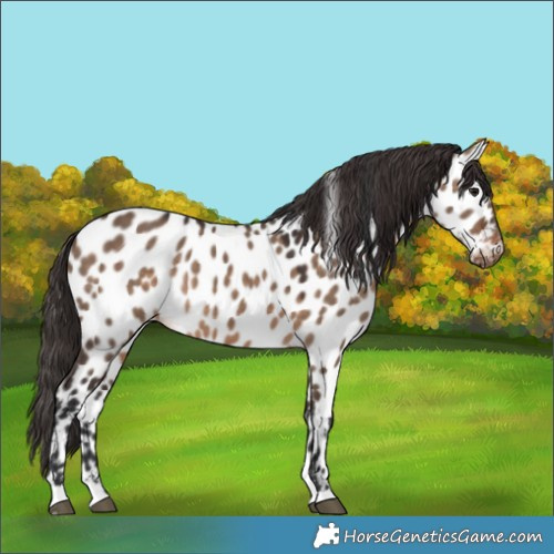 Horse Color:Brown Dun Near Leopard Rabicano 