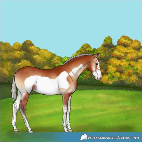 Horse Color:Silver Bay Onyx Frame Rabicano