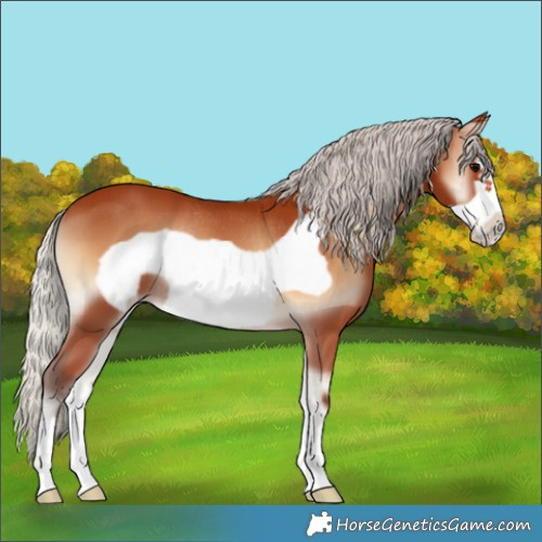 Horse Color:Silver Bay Onyx Frame Rabicano