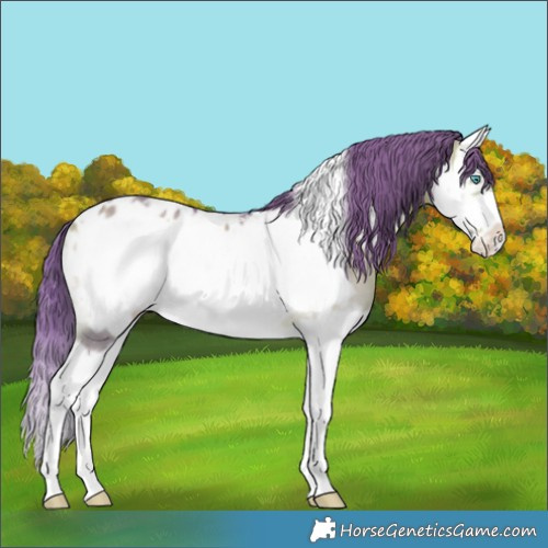 Horse Color:Watercolor Bay Onyx Splash Frame Near Leopard Rabicano