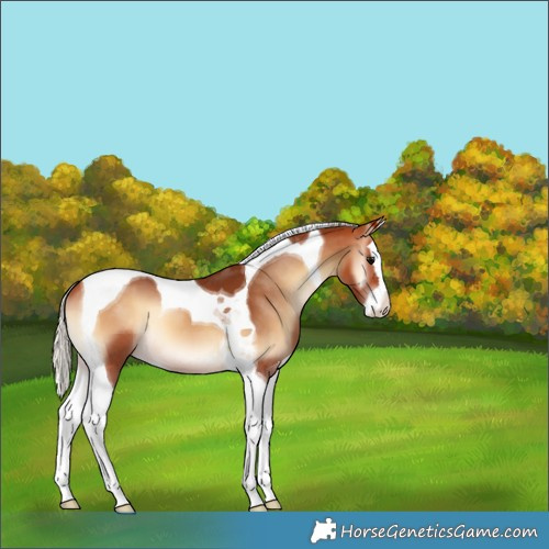 Horse Color:Silver Bay Onyx Splash Tobiano