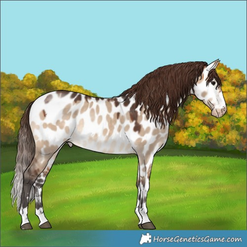 Horse Color:Bay Dun Near Leopard Rabicano