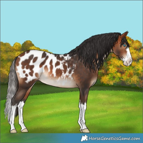 Horse Color:Bay Splash Blanket Rabicano 