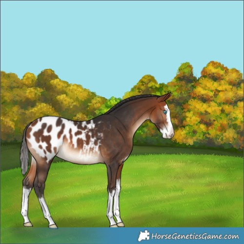Horse Color:Bay Splash Appaloosa Rabicano
