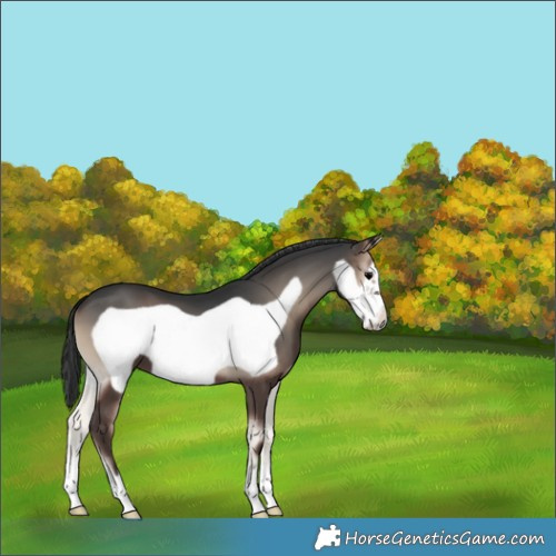 Horse Color:Blue Onyx Frame