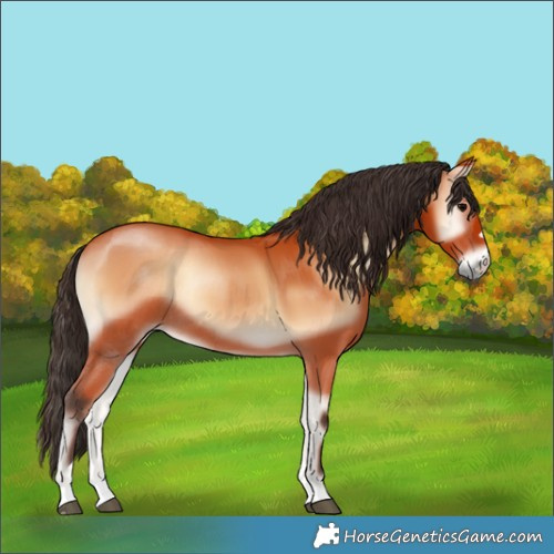 Horse Color:Bay Onyx Rabicano 
