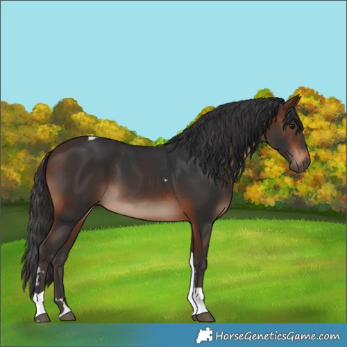 Horse Color:Brown Tobiano